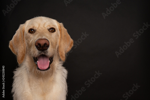 Happy labradoodle dog © Sharon
