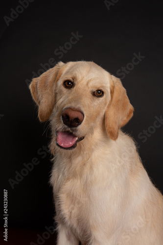Portrait of young yellow labradoodle dog