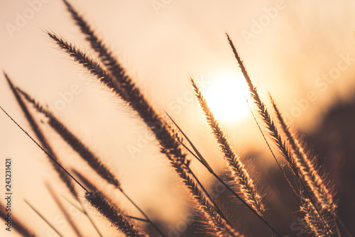 Close up grass flower during sunrise in the morning or sunset in evening.