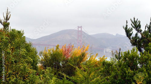 Golden Gate Through the Trees
