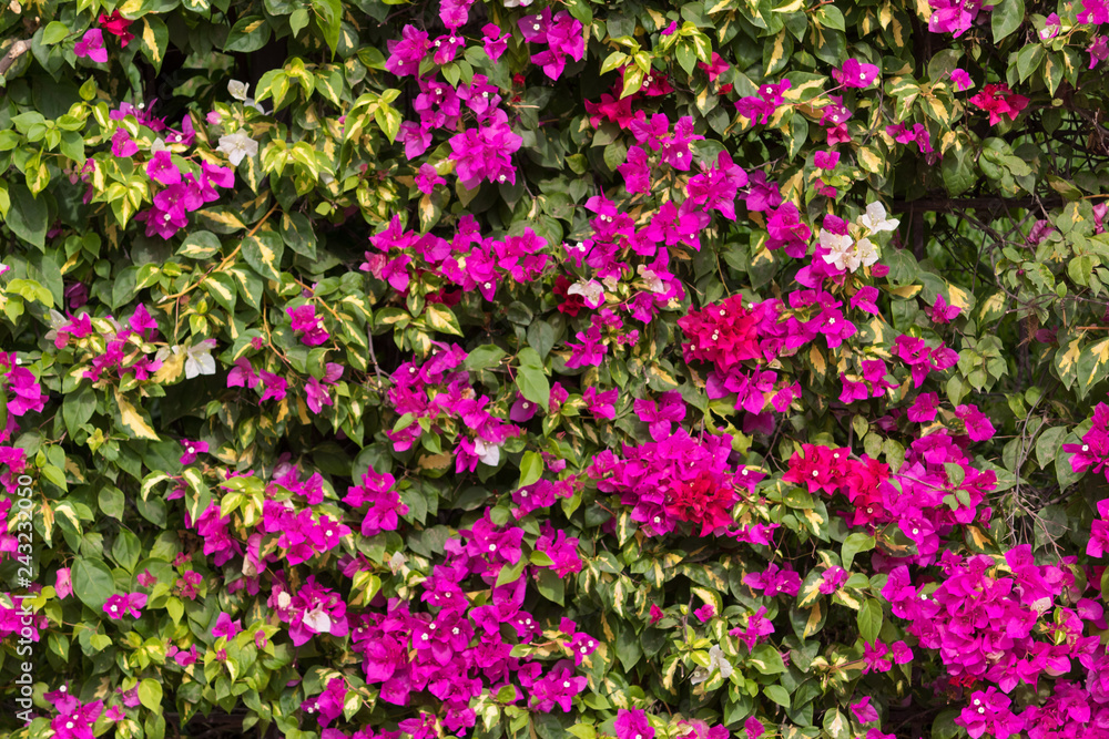 wall of pink flowers and leaves