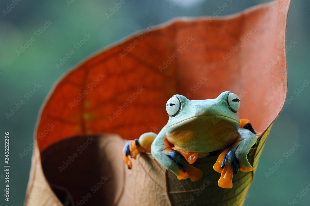 Naklejka premium flying frog, dumpy frog, frogs,