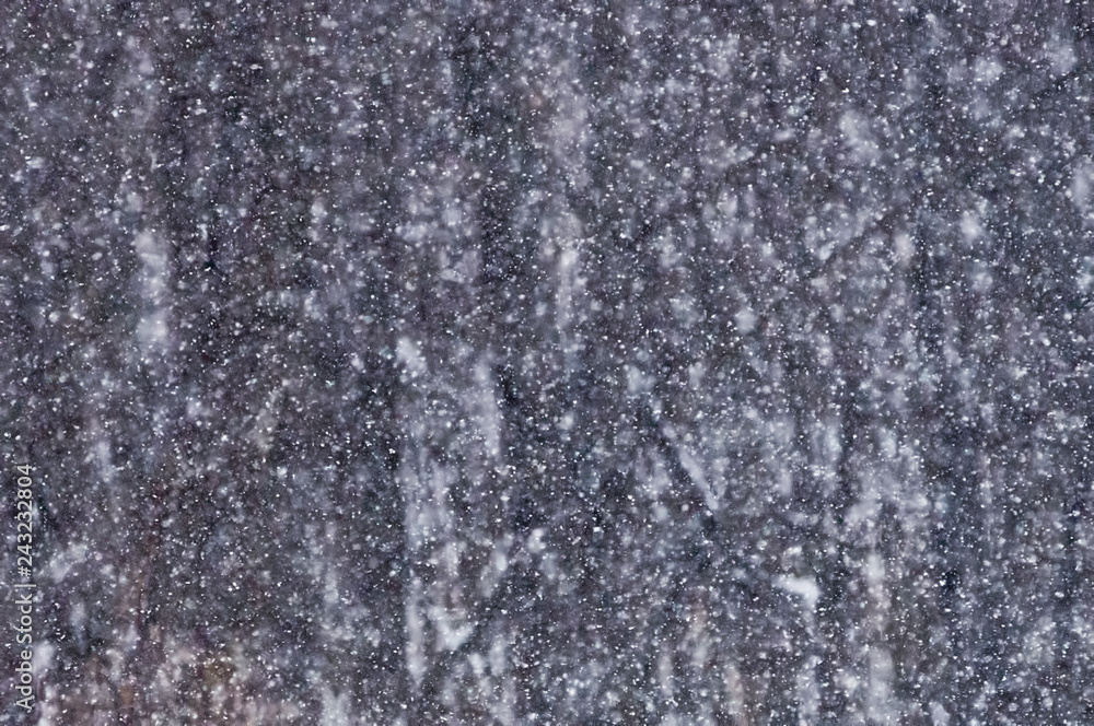 Snowy forest background Snowy forest background