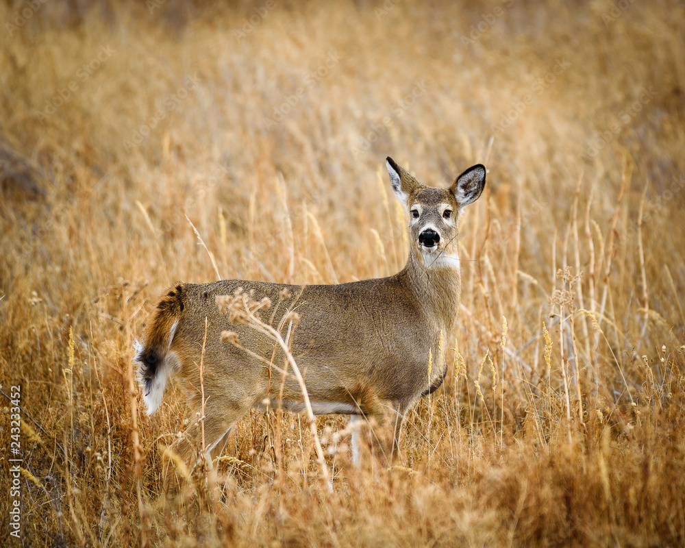 deer i a field