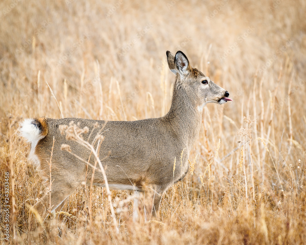 deer with tongue sticking out