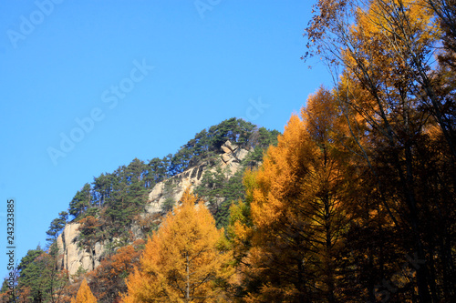 Fototapeta Naklejka Na Ścianę i Meble -  dry trees under blue sky