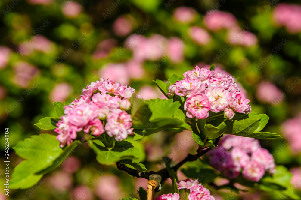 Blossoming branches of the hawthorn tree on spring Blossoming branches of the hawthorn tree on spring