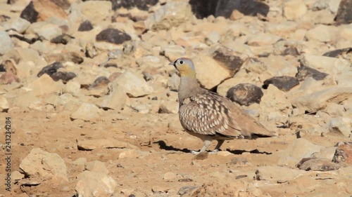 Crowned sandgrouse in the negev desert photo