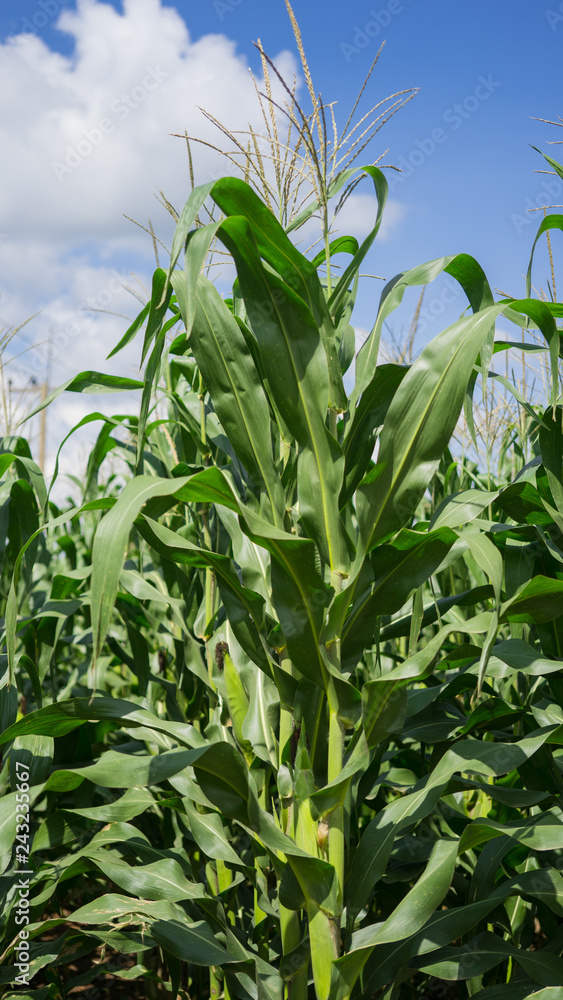 Full-growth maize plants Full-growth maize plants