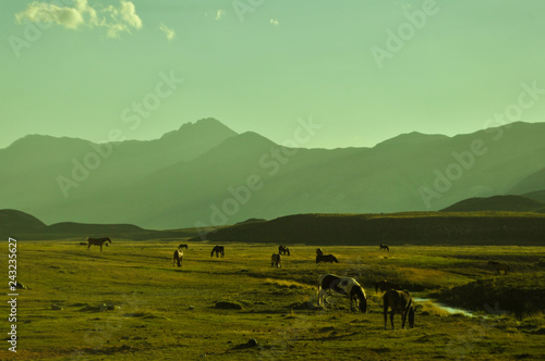 paisaje de monta  as y caballos