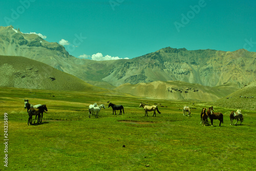 caballos en paisaje de montaña a contra luz photo