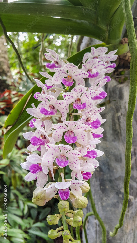 Beautiful flowers named Rhynchostylis gigantea one of orchid in the park within Ratchaburi province of Thailand