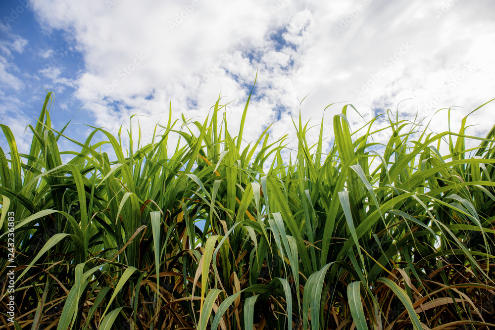 Sugarcane leaves at sky. Sugarcane leaves at sky.