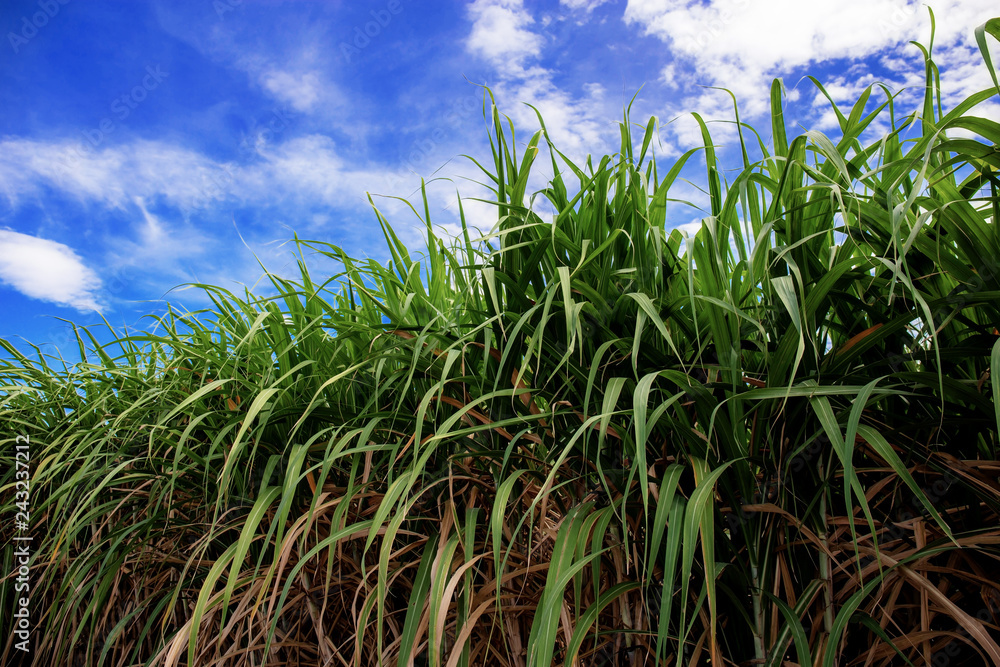 Sugarcane on field at blue sky. Sugarcane on field at blue sky.