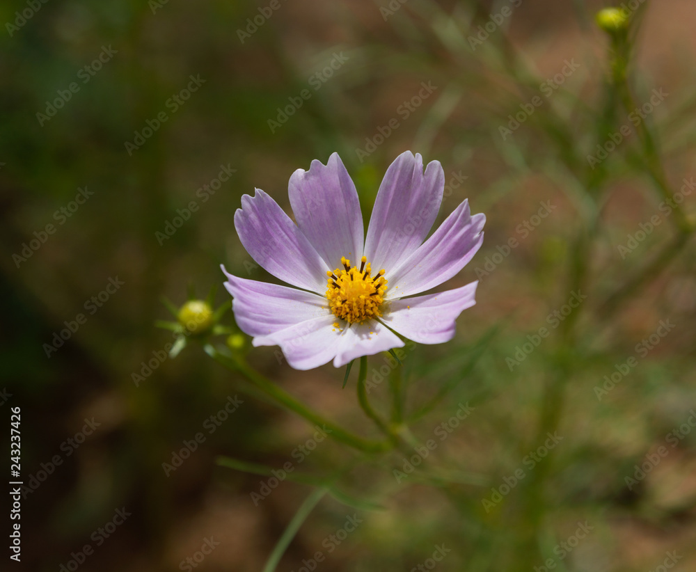 White Coreopsis Flower White Coreopsis Flower