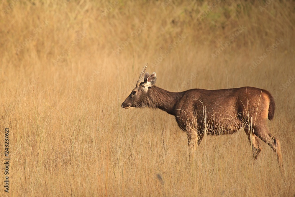 Naklejka premium Sambar deer in open grassland