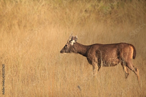 Sambar deer in open grassland