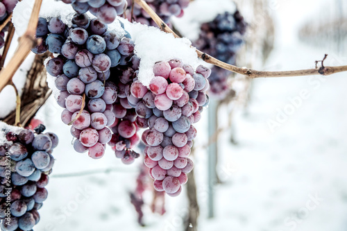 Wino lodowe. Wino czerwone winogrona do wina lodowego w warunkach zimowych i śniegu