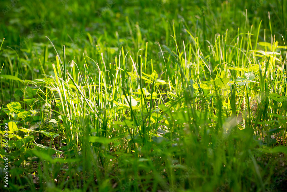 Obraz premium Green grass, texture. Spring and summer background. Element of design.