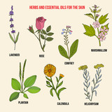 Herbs and essential oils for the skin