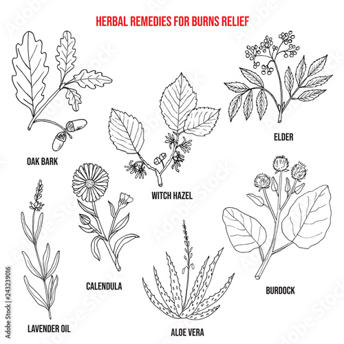 Collection of best herbs for burns relief