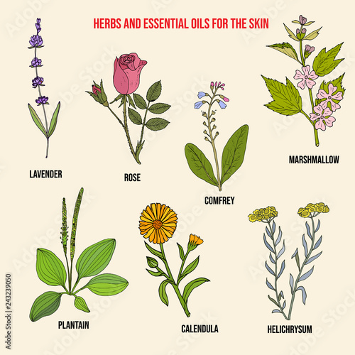 Herbs and essential oils for the skin