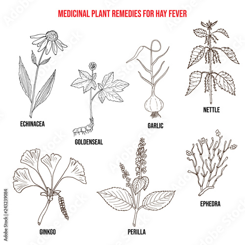 Best herbal remedies for hay fever