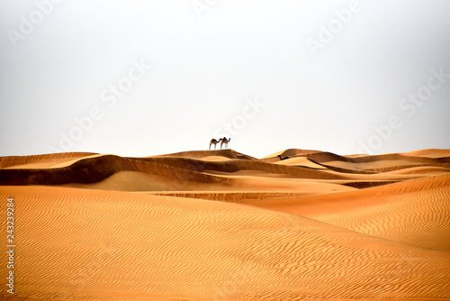 Canvas Print Camels in Al Bidayer Desert dunes, Dubai, United Arab Emirates