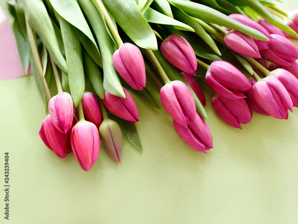 Fresh Pink tulips. Beautiful greeting card. Spring Holidays concept. Copyspace. Banner Fresh Pink tulips. Beautiful greeting card. Spring Holidays concept. Copyspace. Banner