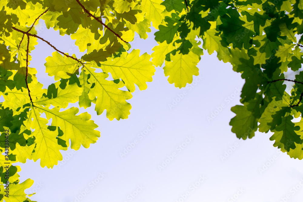 Oak leaves against the sky, illuminated by the sun. Spring and summer background. Background for social networks. Natural spring background. Oak leaves against the sky, illuminated by the sun. Spring and summer background. Background for social networks. Natural spring background.
