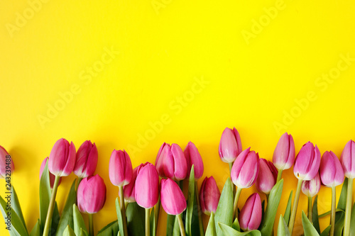 Fresh Pink tulips. Beautiful greeting card. Spring Holidays concept. Copyspace. Banner