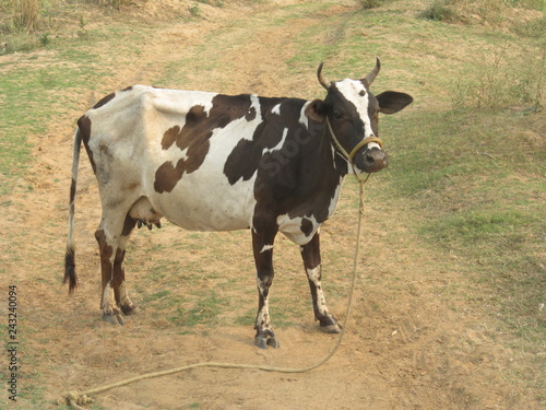 cow and cattle grazing