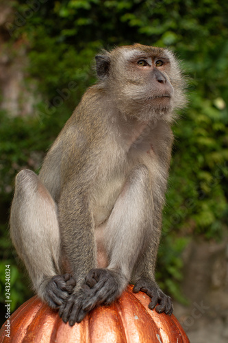 Long-tailed Macaques Batu Caves © Steve Lovegrove