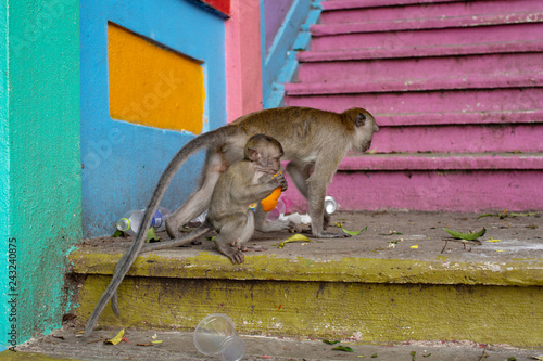Long-tailed Macaques Batu Caves