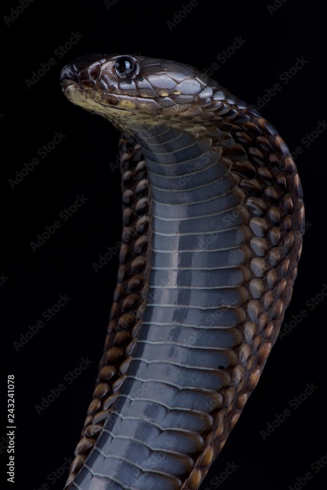 Obraz premium Arabian cobra (Naja arabica)