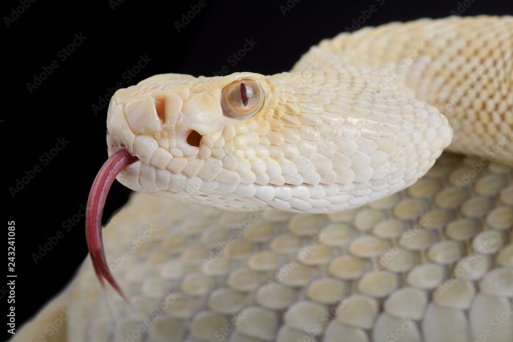 Fototapeta premium western diamondback rattlesnake (Crotalus atrox) albino