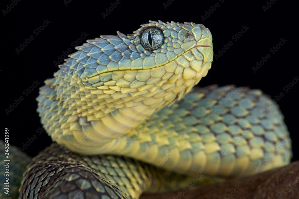 Obraz premium Bush viper (Atheris squamigera)