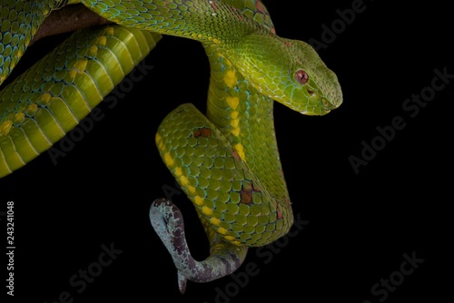 Philippine pit viper (Trimeresurus flavomaculatus) photo