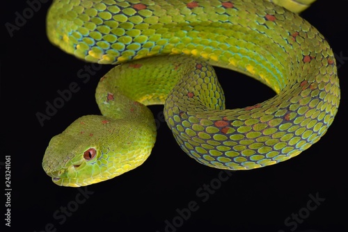 Philippine pit viper (Trimeresurus flavomaculatus) photo