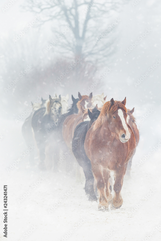 Obraz premium 冬の馬