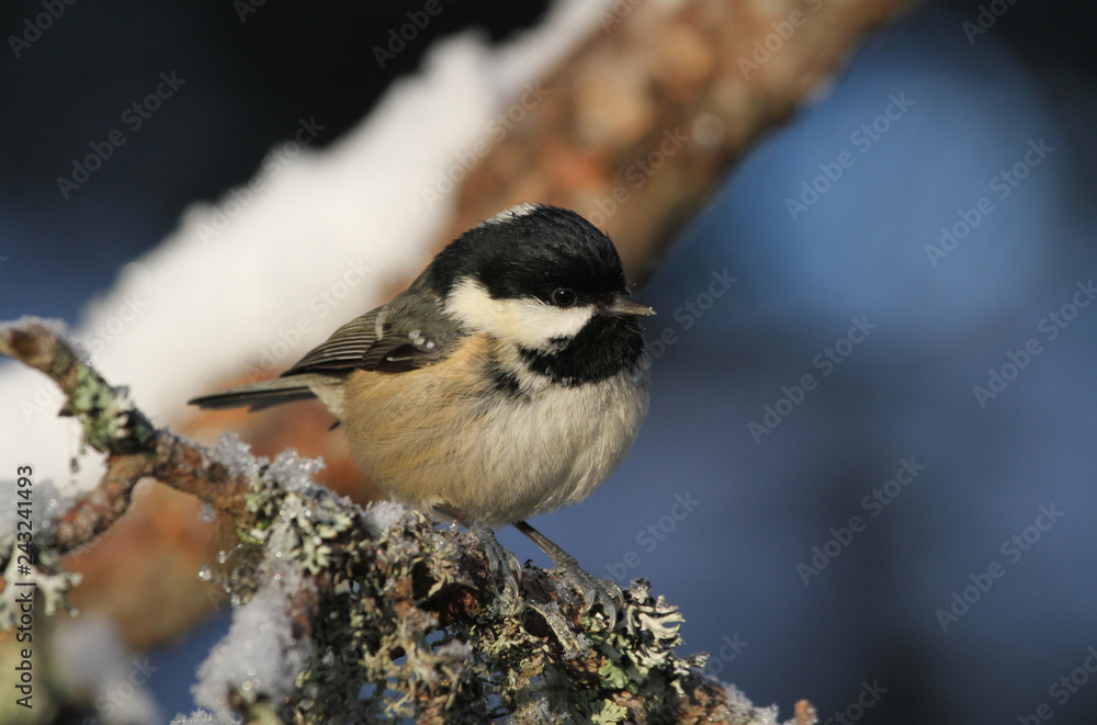 A cute Coal Tit (Periparus ater) perched on a branch covered in lichen and a covering of snow. A cute Coal Tit (Periparus ater) perched on a branch covered in lichen and a covering of snow.