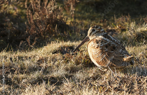 A Woodcock (Scolopax rusticola) sitting in the grass in the last of the days sunlight.