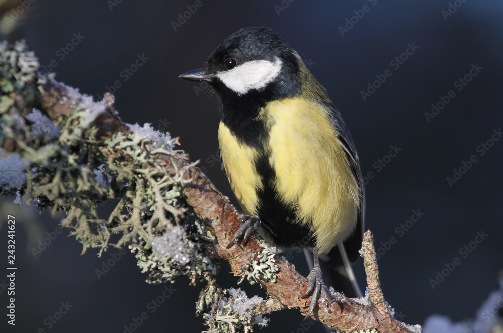 Fototapeta premium A beautiful Great Tit (Parus major) perched on a branch covered in lichen and a covering of snow, in the highlands of Scotland. 