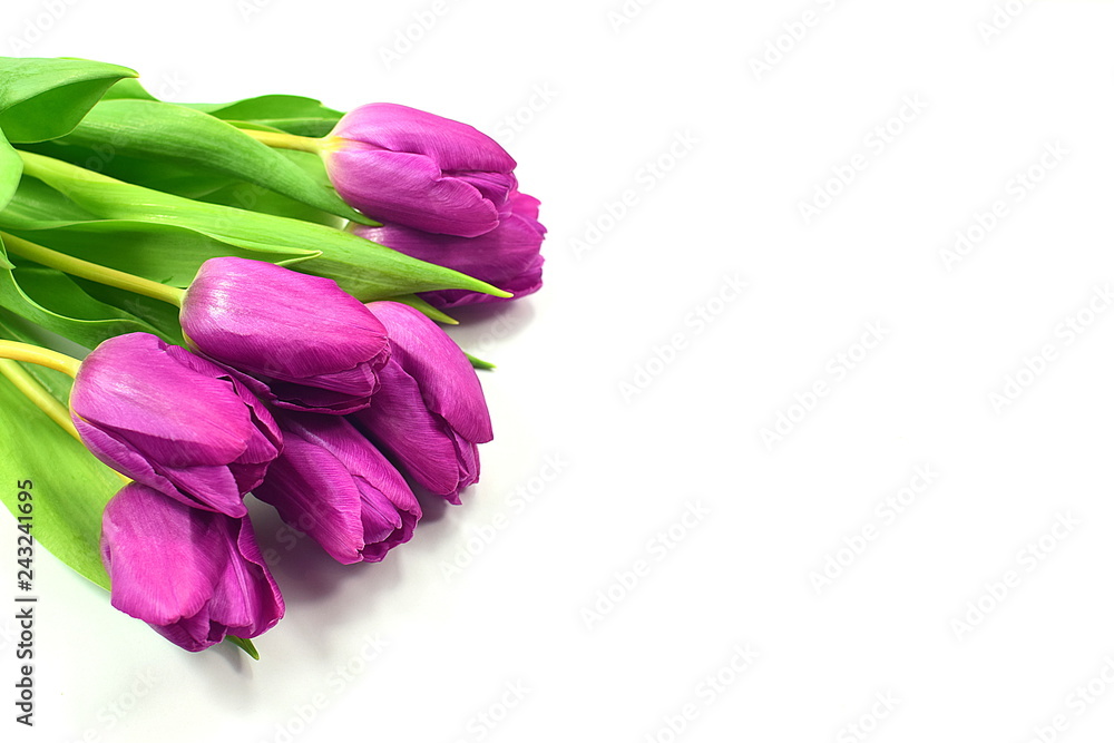 Valentines Day background purple, pink tulips Valentines Day background purple, pink tulips