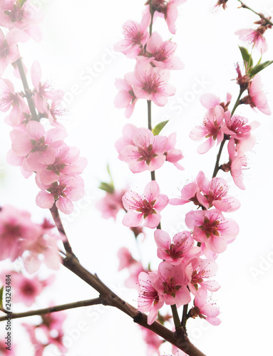 Blossoming cherry tree.  