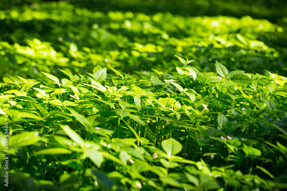 Green grass, texture. Spring and summer background. Element of design. Natural spring background. Green grass, texture. Spring and summer background. Element of design. Natural spring background.