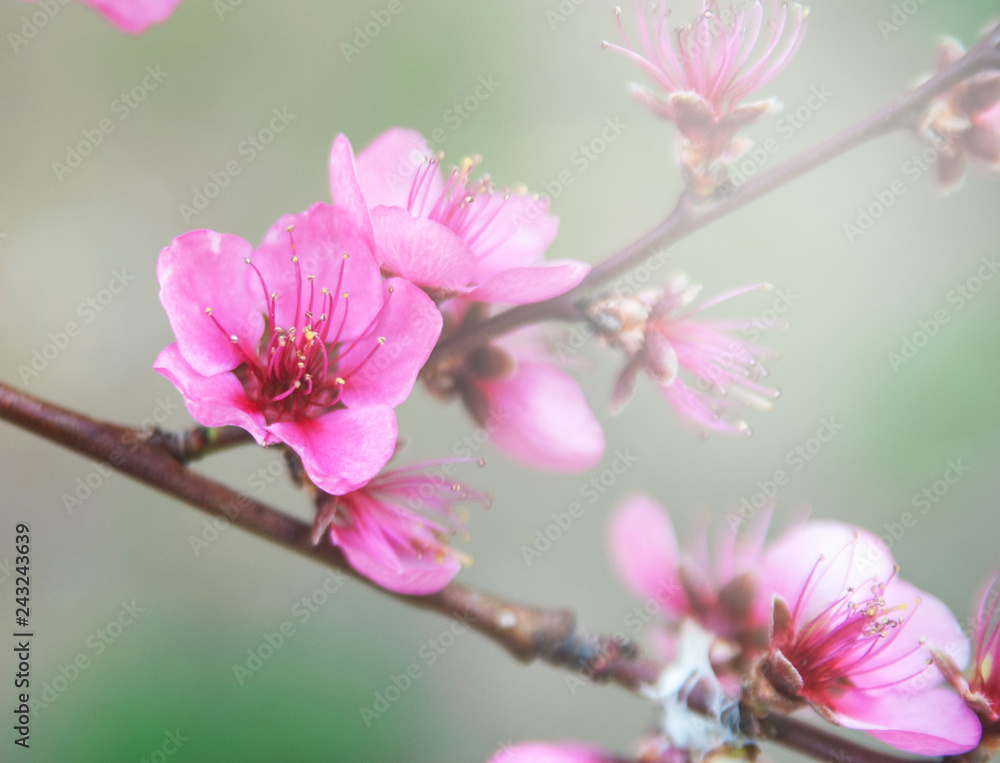 Fototapeta premium Blossoming cherry tree. 