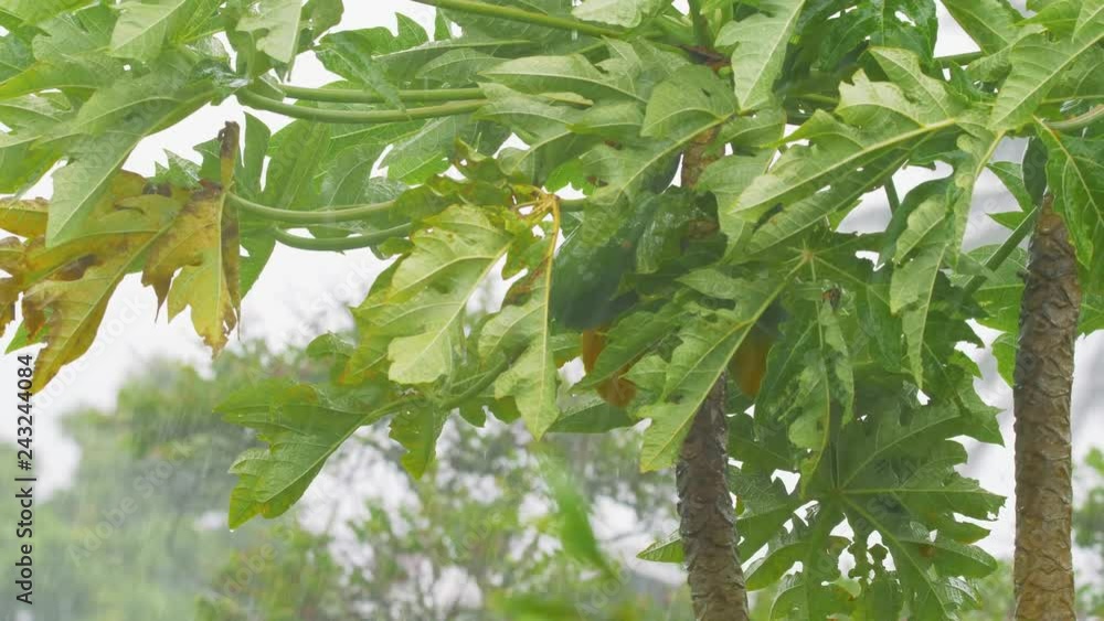 Slow Motion Hurricane Winds and Rain Papaya Tree Medium, 4K Slow Motion Hurricane Winds and Rain Papaya Tree Medium, 4K
