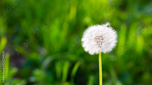 White dandelion on a background of green grass. Spring and summer background. Element of design.