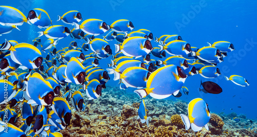 Photography School of Powderblue Surgeonfish
